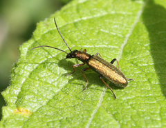 Chrysanthia geniculata