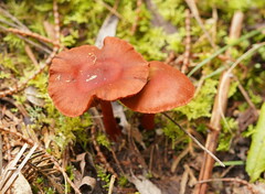 Cortinarius persplendidus