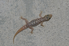 Hemidactylus brookii
