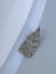 Scoparia ambigualis
