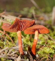 Cortinarius persplendidus