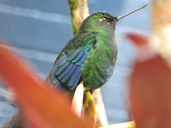 Pterophanes cyanopterus