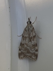 Scoparia ambigualis