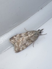 Scoparia ambigualis