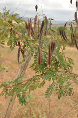 Senna trachypus