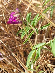 Vicia monantha biflora