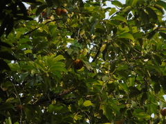 Artocarpus rigidus