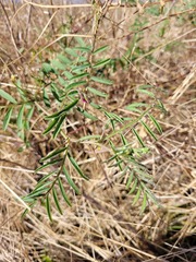 Vicia monantha biflora