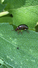 Chrysolina americana