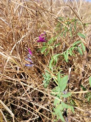 Vicia monantha biflora