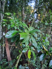 Helicia glabriflora