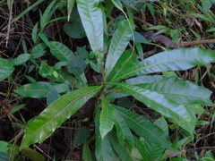 Buchanania arborescens