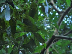 Buchanania arborescens