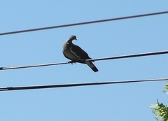 Columba palumbus