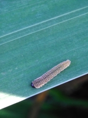 Rhadinoceraea micans