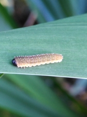 Rhadinoceraea micans