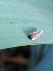 Rhadinoceraea micans