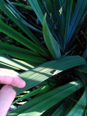 Rhadinoceraea micans