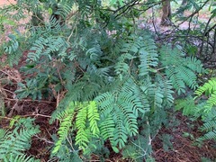 Acacia terminalis