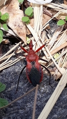 Rhynocoris marginatus