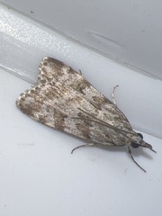 Scoparia ambigualis