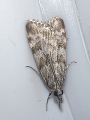 Scoparia ambigualis