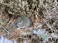 Pseudomys hermannsburgensis