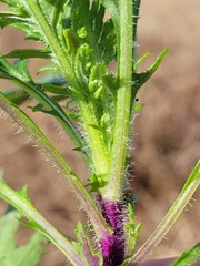 Senecio bipinnatisectus