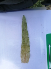 Potamogeton praelongus