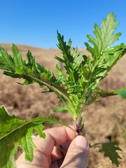 Senecio bipinnatisectus