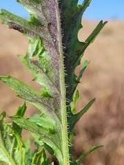 Senecio bipinnatisectus