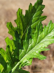 Senecio bipinnatisectus