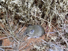 Pseudomys hermannsburgensis