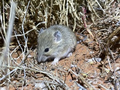 Pseudomys hermannsburgensis