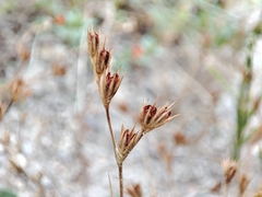 Juncus hybridus