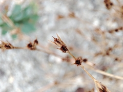 Juncus hybridus