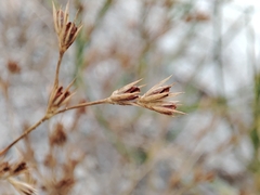 Juncus hybridus