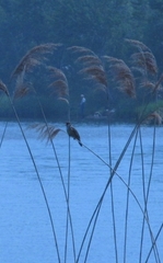 Acrocephalus arundinaceus