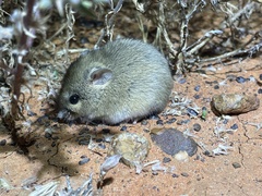 Pseudomys australis