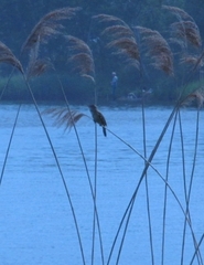 Acrocephalus arundinaceus