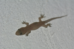 Hemidactylus brookii