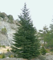 Cedrus brevifolia