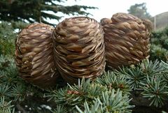Cedrus brevifolia