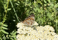 Melitaea cinxia