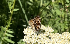 Melitaea cinxia