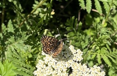 Melitaea cinxia