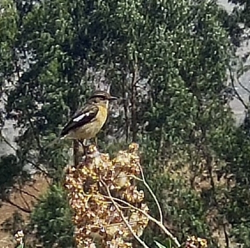Whinchat