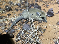 Sminthopsis crassicaudata