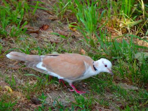 Tórtola rosigrís (Streptopelia roseogrisea)