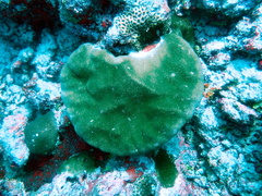 Porites lobata